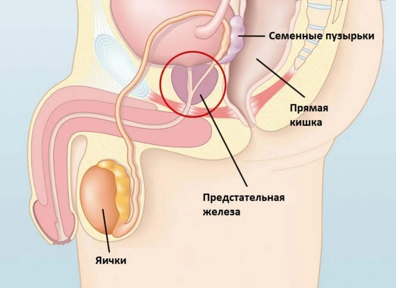 Где находится простата. Простата у мужчин. местоположение простаты. простата схема расположения. схема расположения простаты у мужчин.