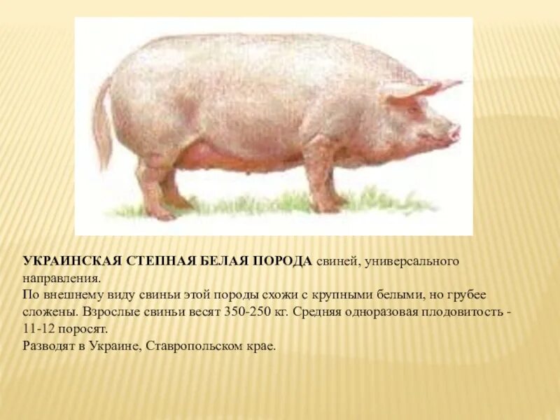 Украинская Степная порода свиней. Украинская Степная белая порода свиней ландрас. Крупная белая порода свиней поросята. Порода поросят украинская Степная. Степная свинья