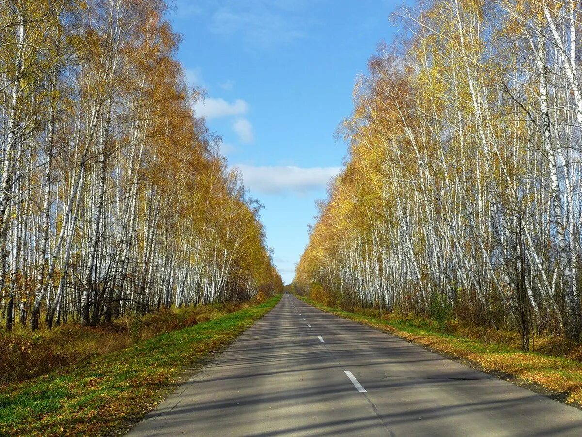 Березово дороги. Дорога в осеннем березовом лесу. Березы вдоль дороги. Березка у дороги. Березово дороги.
