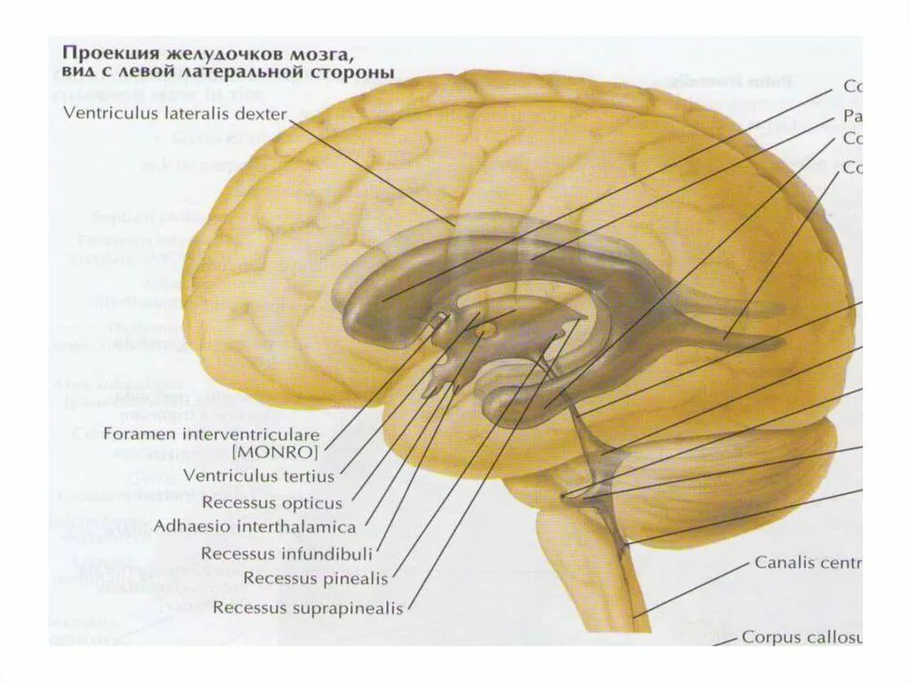 Проекция желудочков головного мозга. Ventriculus Tertius анатомия. Проекция боковых желудочков. Желудочковая система головного мозга. Правый желудочек головного