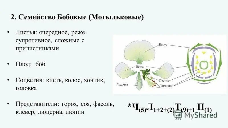 Расположение листьев семейства бобовых