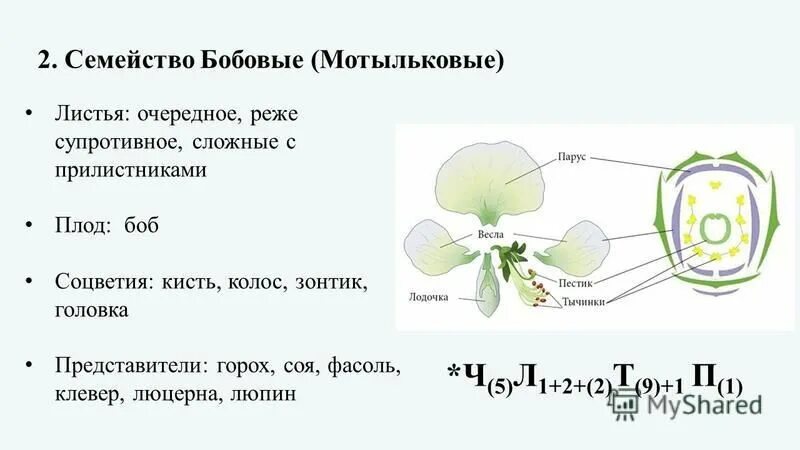 Формула цветка семейства мотыльковые бобовые. Семейство Мотыльковые бобовые.