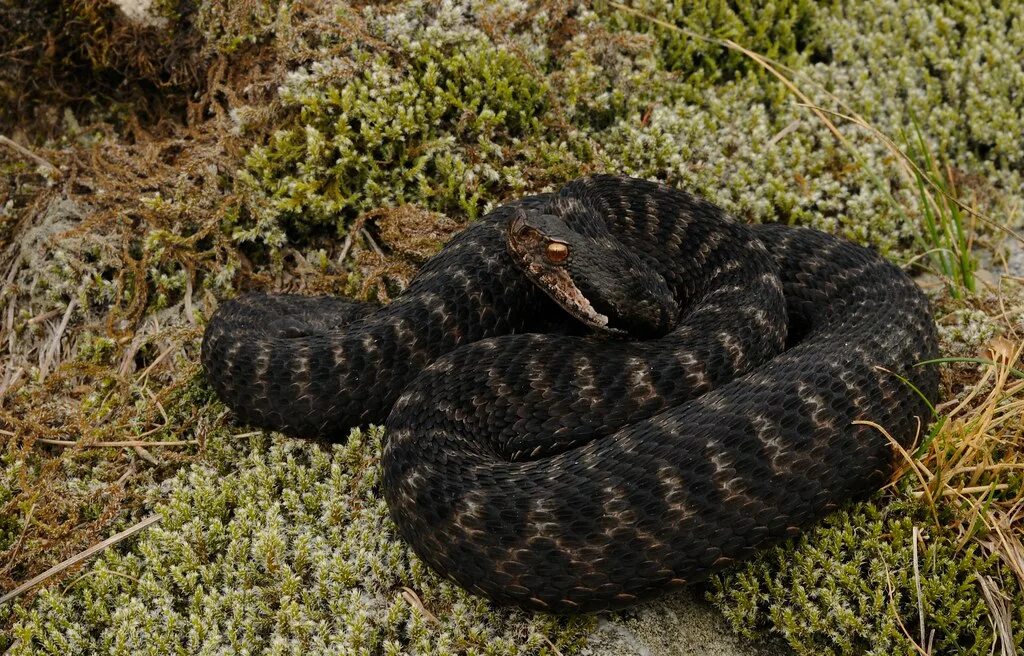 Фото гадюки. Гадюка Лотиева (Vipera lotievi). Асписовая гадюка. Черная Болотная гадюка. Гадюка обыкновенная Болотная.