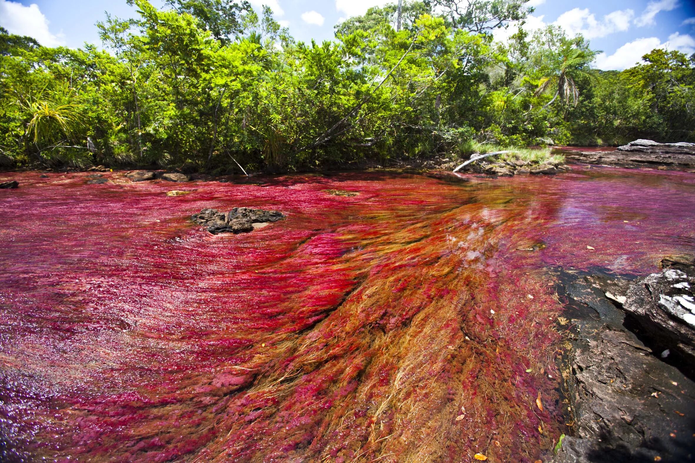 Самая теплая река в мире. Река Каньо-Кристалес Колумбия. Разноцветная река Каньо-Кристалес (Колумбия). «Цветная» Каньо Кристалес, Колумбия. Радужная река Каньо Кристалес.