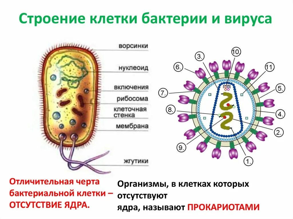 Отличие вируса от бактерии строение. Строение вирусов и бактерий. Вирусы отличаются от бактерий. Строение вируса и бактерии отличие. Сравнение бактерий и вирусов