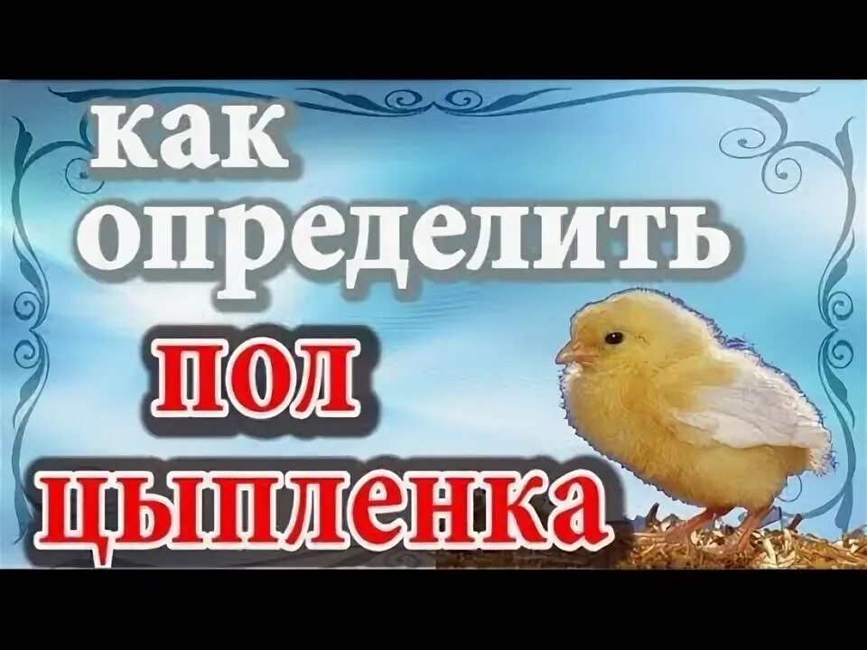 Куры как определить пол. Как определить пол цыпленка. сортировщик цыплят. как определить цыплят по полу. как определить цыпленка петух или курица.