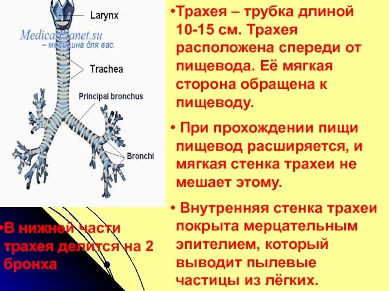 Трахея у человека относительно пищевода располагается. Что спереди трахея или пищевод. пищевод сзади трахеи. строение пищевода и трахеи человека. трахея расположена спереди или сзади пищевода.