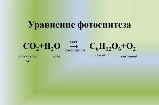 Составьте уравнения реакций фотосинтеза по схеме Самые глупые аргументы против эволюции, которые я слышал. Scientist Biologist Дз