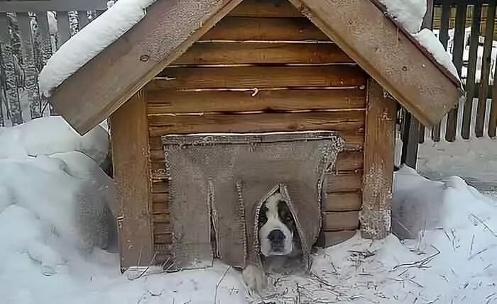 Собака в будке зимой. Будка для собаки зимняя. Конура для собаки на зиму. Собачья будка зимой.