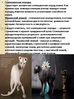 Порода выведения