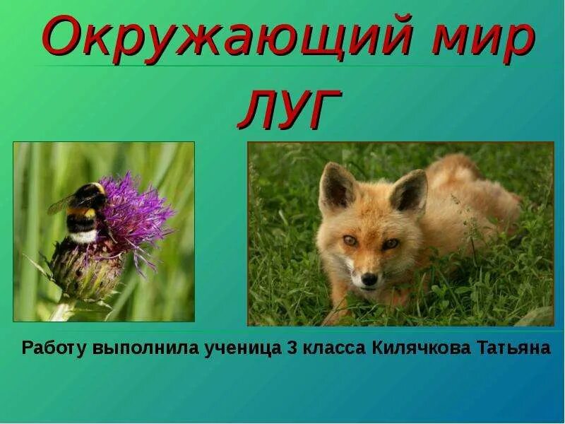 Сообщение животные луга 2 класс окружающий мир. Луг окружающий мир 3 класс. животные луга 4 класс окружающий мир. животные луга 3 класс. животные луга 3 класс окружающий мир.