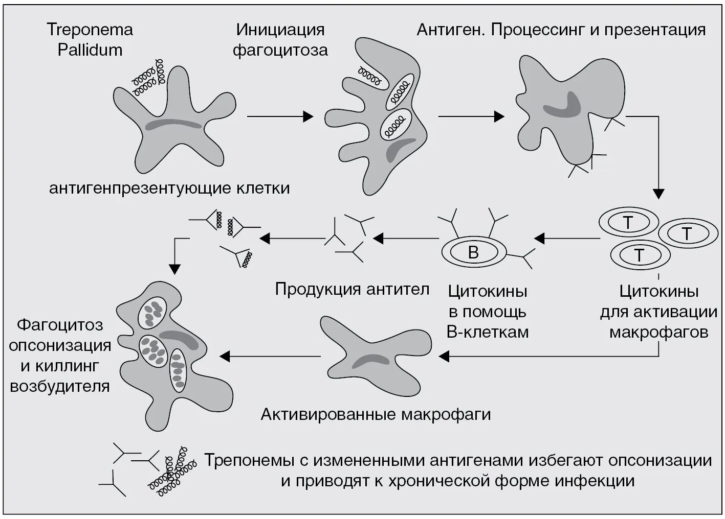 Treponema pallidum igм igg. Антитела к трепонема паллидум что это. Трепонема паллидум строение. Антигены трепонемы паллидум. Трепонема паллидум механизм действия.