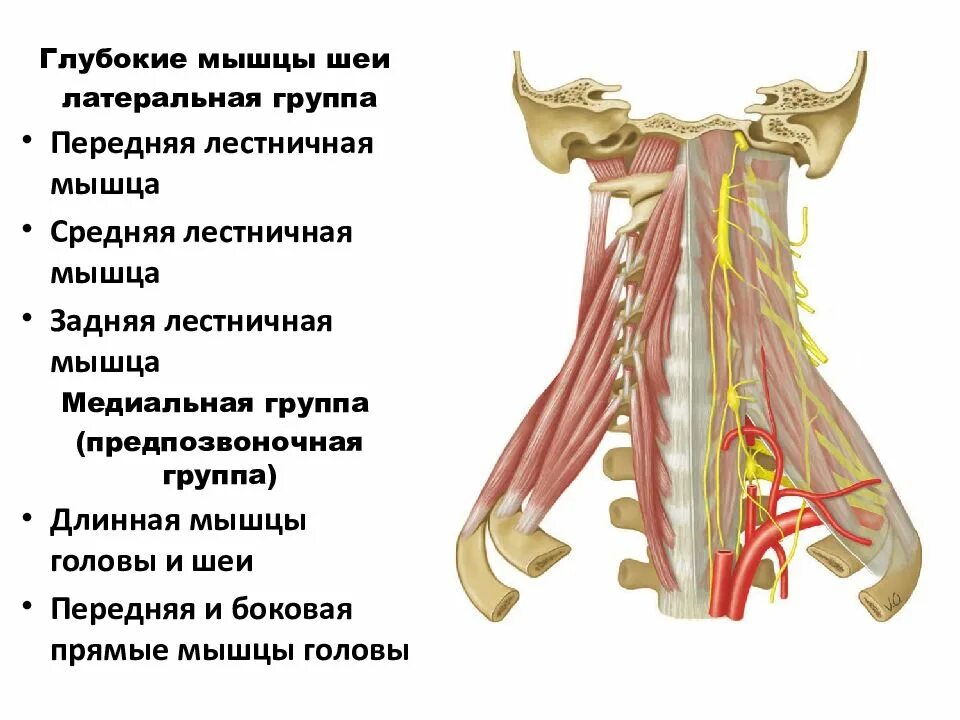 Глубокие мышцы шеи латеральная группа. Глубокие мышцы медиальная группа. Глубокие мышцы шеи прикрепляющиеся к 1 ребру. Лестничные мышцы мышцы шеи.