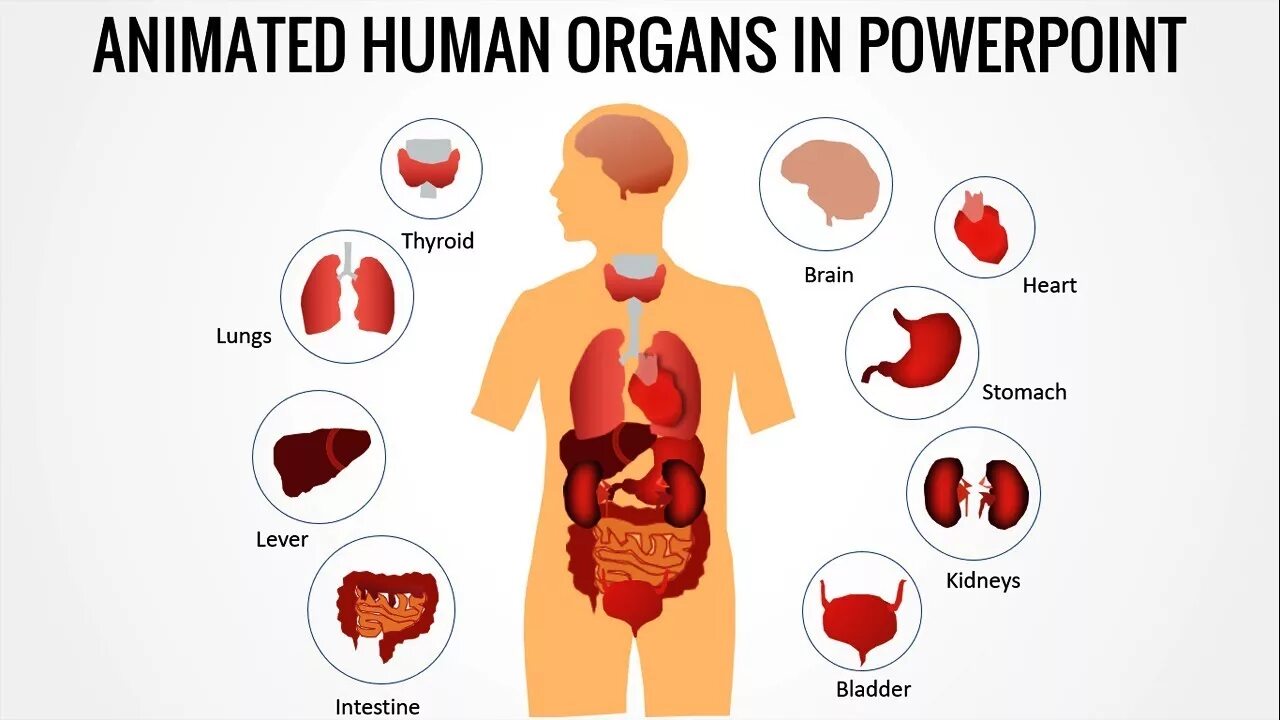 Human organs. Human Organs in English. Body Organs POWERPOINT.