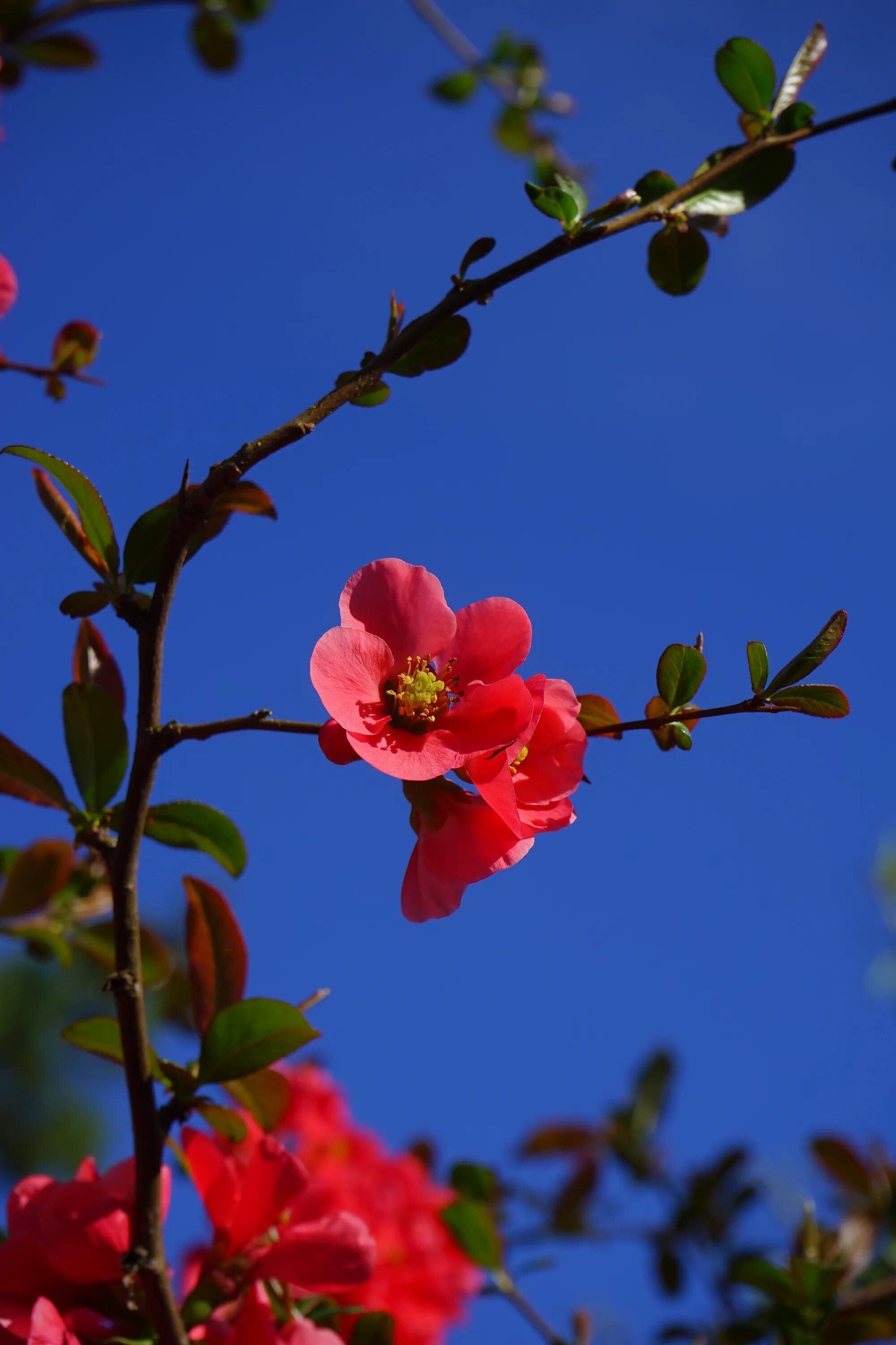 Зацветает красно. Айва японская Chaenomeles japonica. Хеномелес цветение. Хеномелес nivalis. Хеномелес Альпийская.