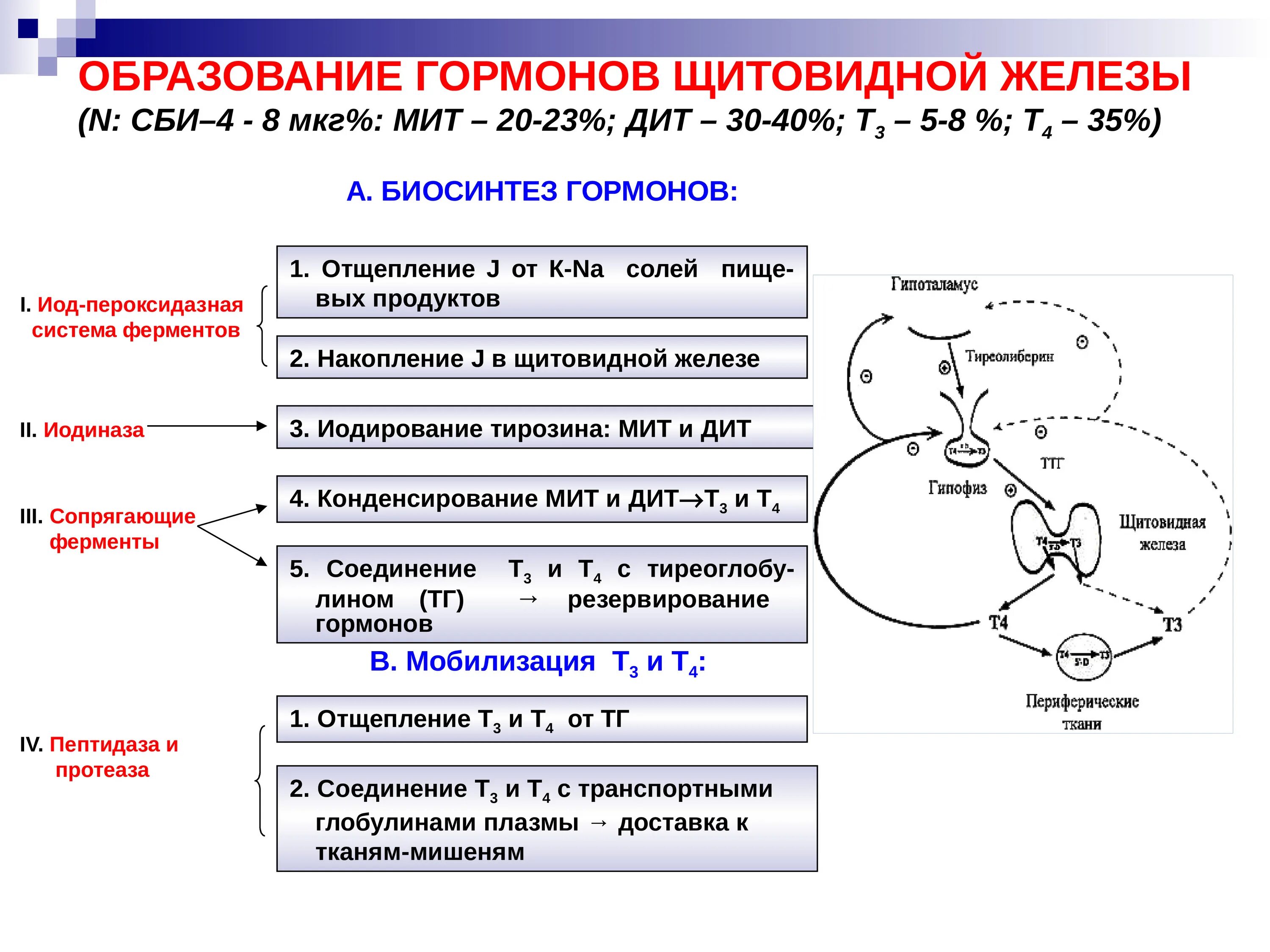 Использование йода для синтеза гормонов. Синтез гормонов щитовидной железы схема. Т3 и т4 гормоны патофизиология. Т3 т4 эффекты гормонов. Метаболизм тиреоидных гормонов схема.