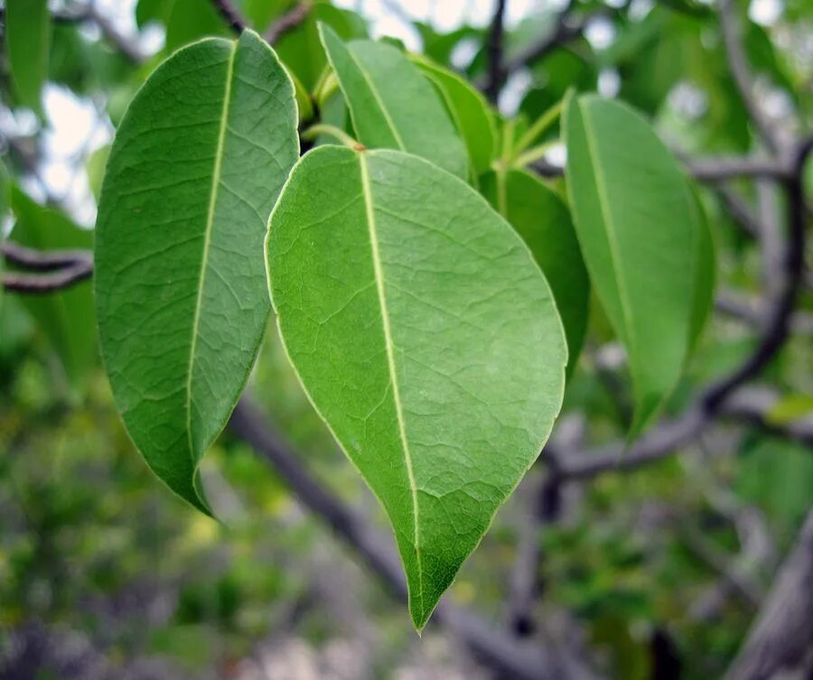 манцинелла ядовитое дерево. манцинелла. несъедобные деревья. манцинелла дерево. манцинелла ядовитое дерево.