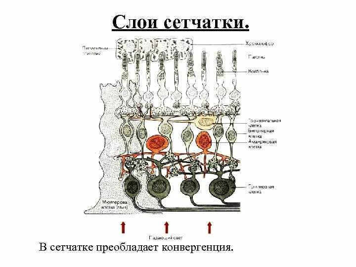 Функциональным центром сетчатки является. Слои сетчатки. конвергенция в сетчатке. зрительная сенсорная система рисунок.