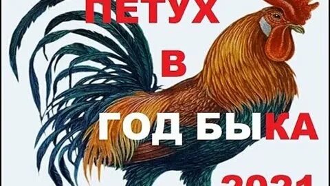Февраль гороскоп петух