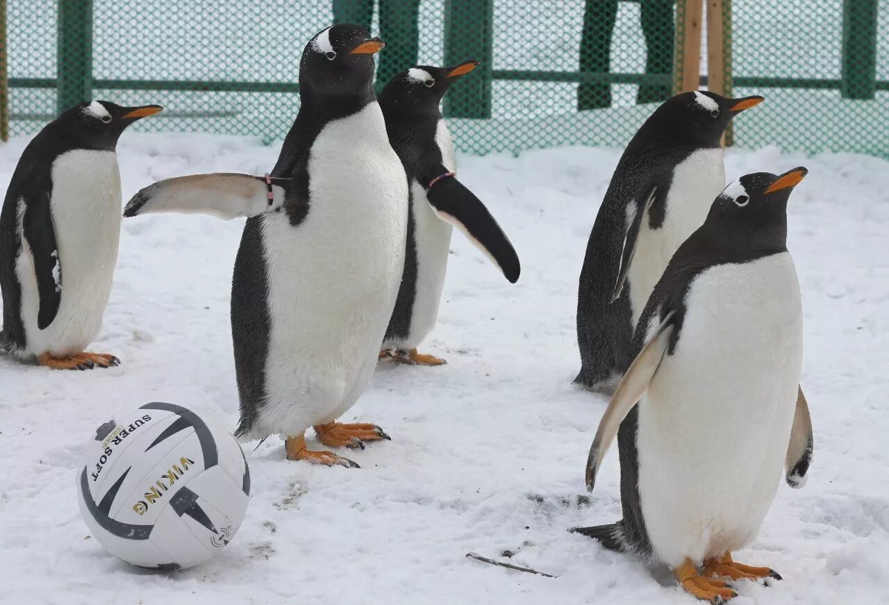 игры с пингвинами для детей. стадион пингвин. пингвины футбол. Playing penguin. пингвин игра компьютерная.