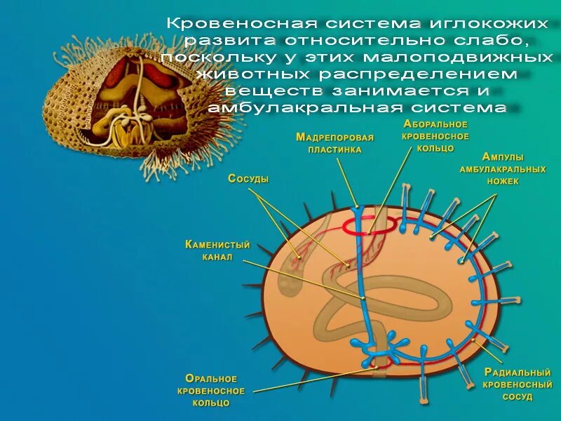 строение иглокожих схема. тип иглокожие внешнее строение. кровеносная система иглокожих. амбулакральная система морских ежей. кровеносная система иглокожих.
