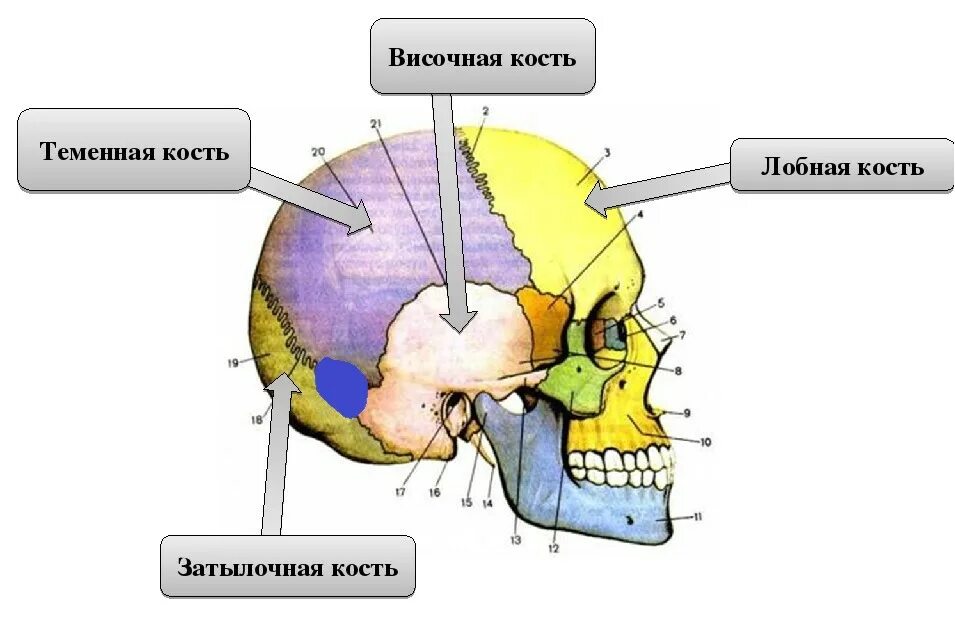 Лобная теменная затылочная кость