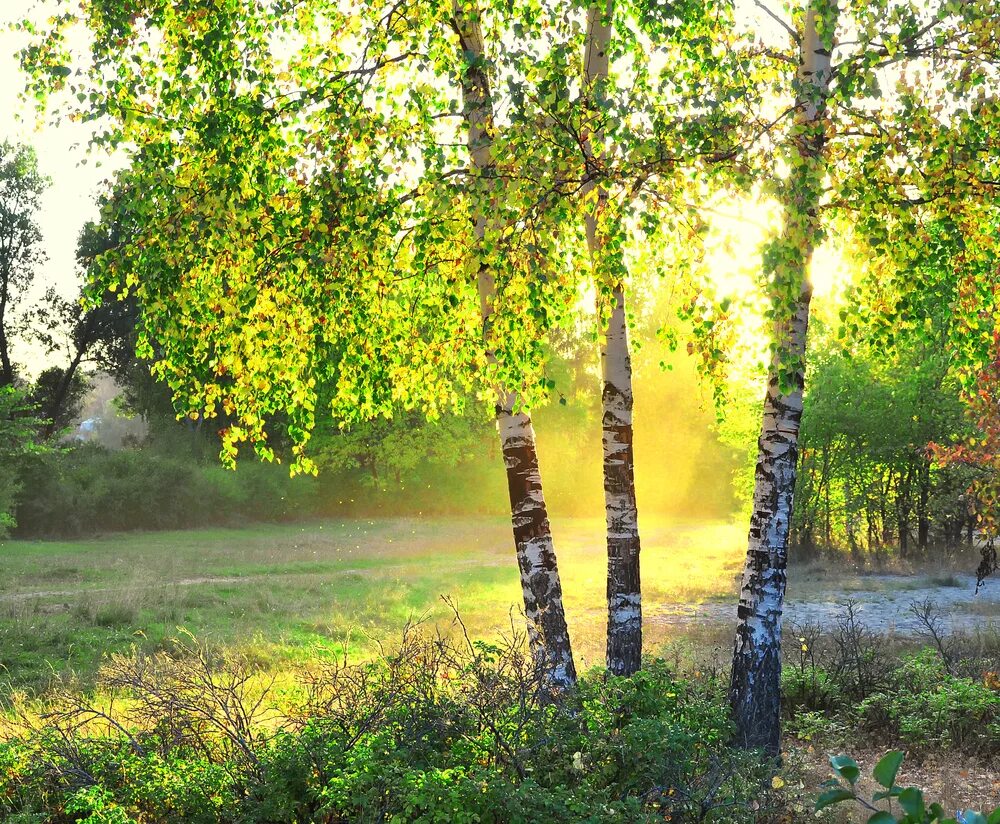 Березовая роща в Солнечном свете. Русская природа Березовая роща Березки. Пушгоры береза. Берёзовая роща Орехово-Зуево. День березы картинки