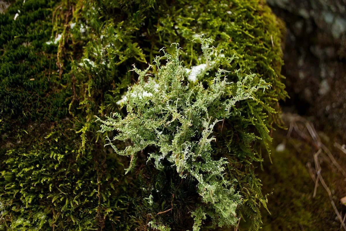 Ирландский мох чай. Кладонии ягель лишайник. Цирифилум мох. Морской мох ирландский. Зевыкинский мох.