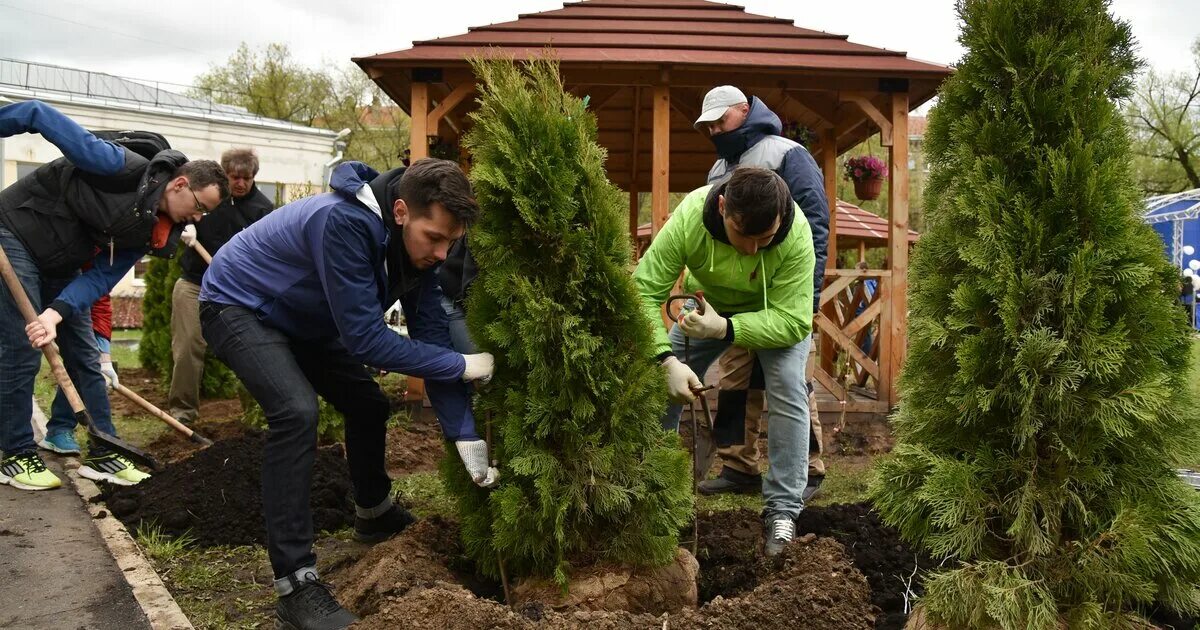 Посадить дерево работу. Высадка деревьев и кустарников. Высадка деревьев и кустарников на участке. Посадка деревьев. Посадка кустарников.