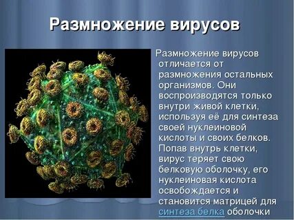Как происходит размножение вирусов
