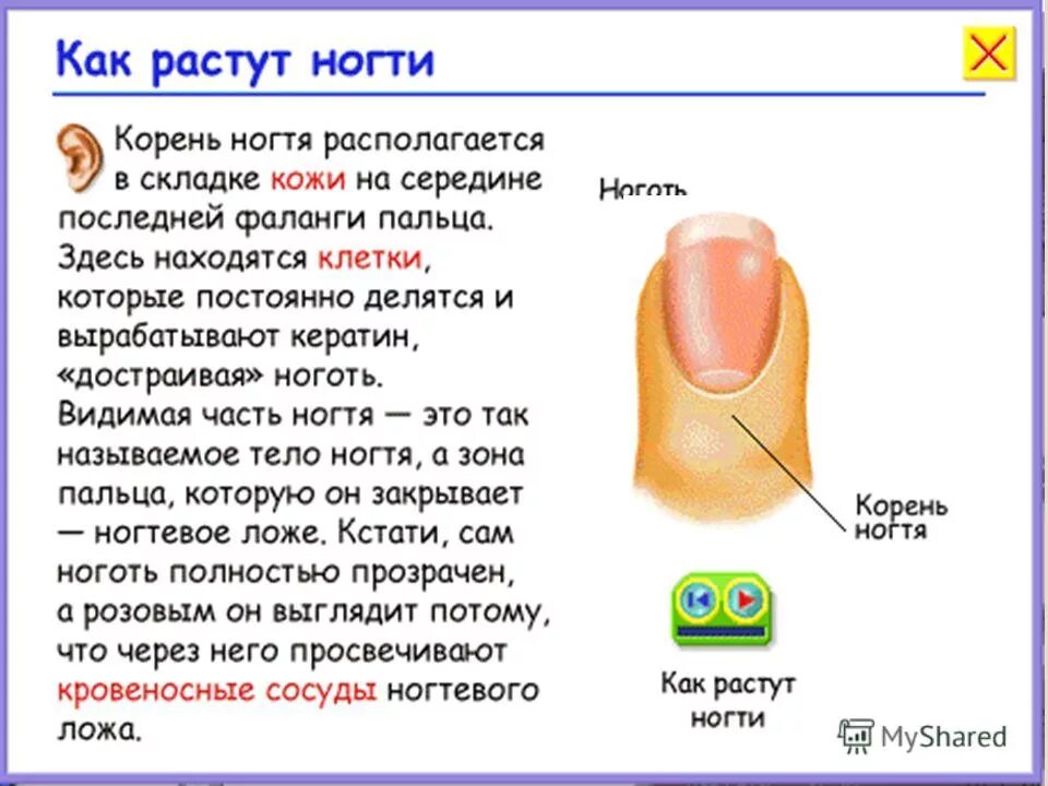 Функции ногтей