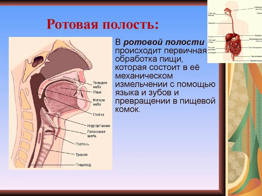 Ротовая полость физиология. Ротовая система человека. Ротовая полость пищеварительная система. Пищеварительная система анатомия полость рта. Строение пищеварительной системы человека ротовая полость.