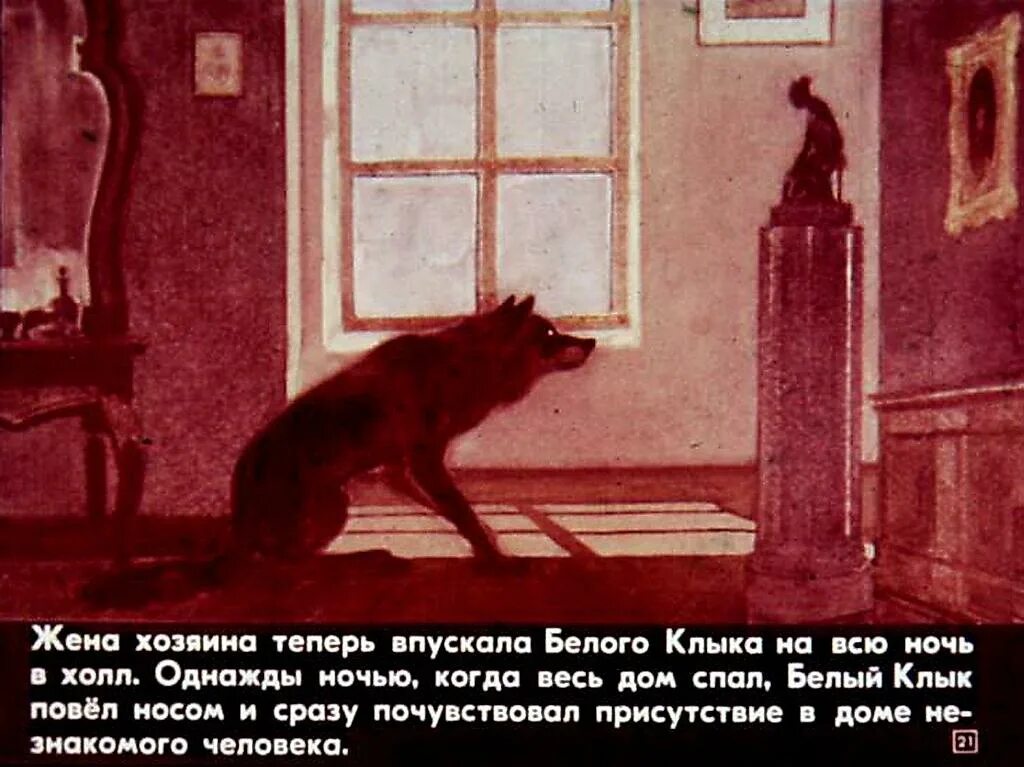 Белый клык содержание. Белый клык диафильм. белый клык и колли. белый клык эпизоды. диафильм студия диафильм белый клык.