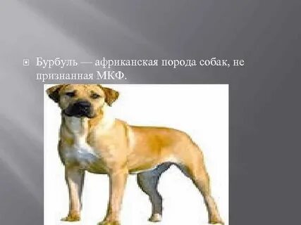 Породы собак признанные международной кинологической федерацией
