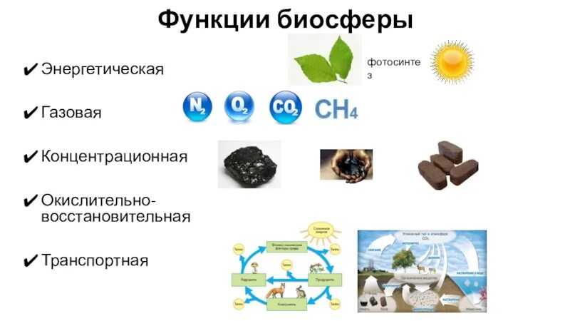 Выберите пример концентрационной функции биосферы. Функции биосферы. Энергетическая функция биосферы. Газовая функция биосферы. Концентрационная функция биосферы.