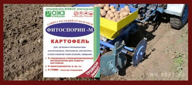 Как обработать картофель фитоспорином. Фитоспорин для картофеля. предпосадочная обработка картофеля. обработка картофеля фитоспорином перед посадкой. опрыскивание клубней картофеля.