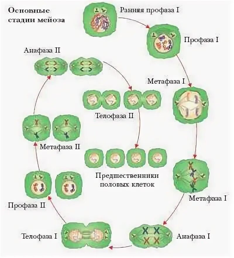 Цитогенетическая характеристика митоза. Мейоз цитологическая и цитогенетическая характеристика. Мейоз растительной клетки. Мейоз у растений. Мейоз хвоща