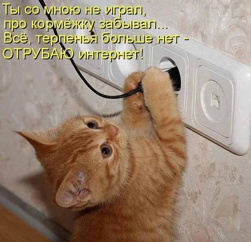 Жить без кошки грустно как то несерьезно. Смешные кошки. смешные картинки с котами. смешные картинки с надписями. прикольные кошки с надписями.