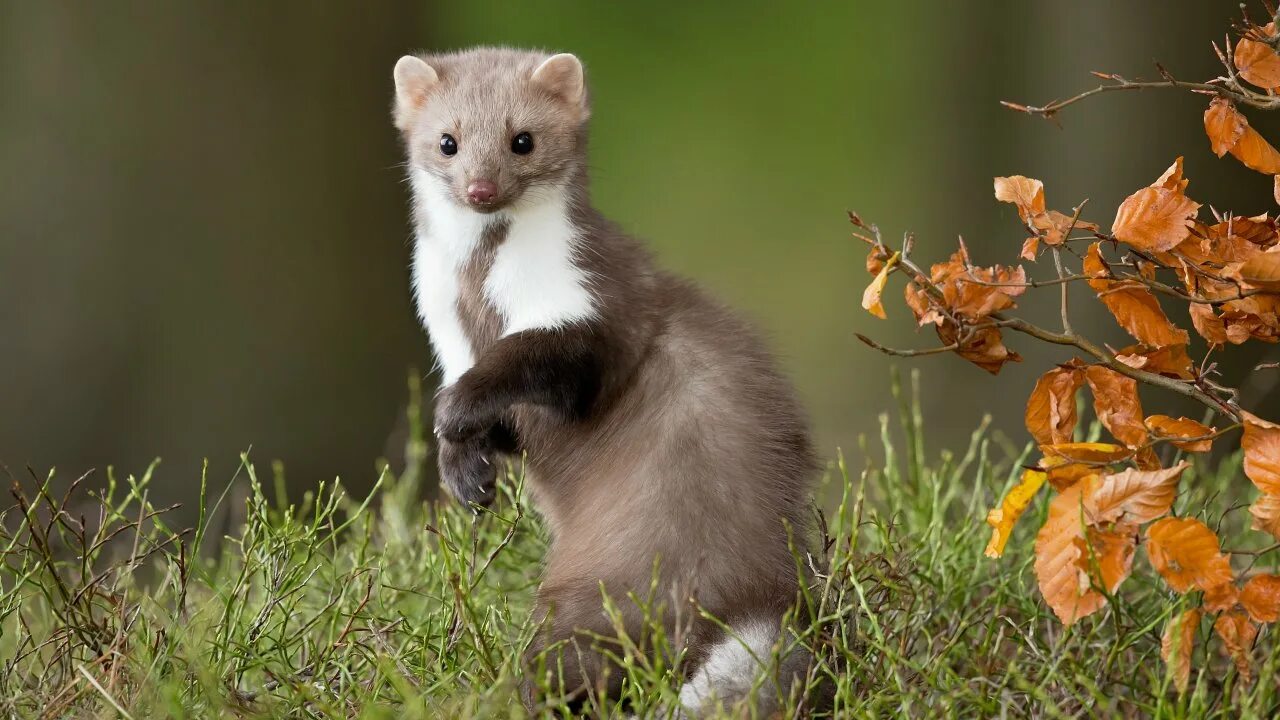 Барсук медоед против росомахи. Горностай барсук. Горностай (mustela erminea). Горностай зверек сем куньих. Патагонский горностай.
