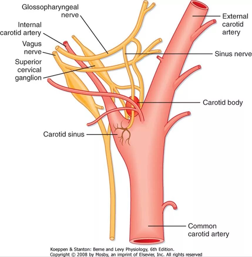 Наружная сонная артерия где. Сонный гломус анатомия. Каротидный Бульбус. Синдром гиперчувствительности каротидного синуса. Наружная и внутренняя Сонная артерия анатомия.