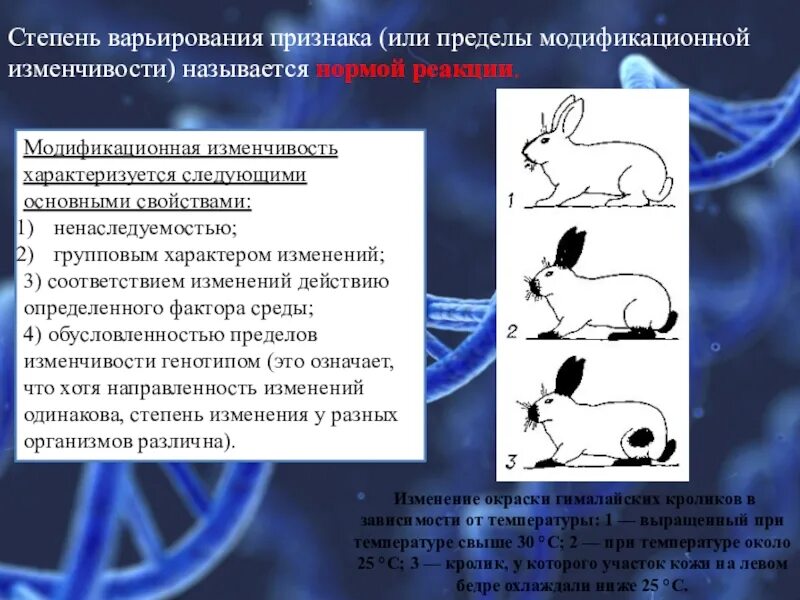 1 изменение в пределах нормы реакции. Норма реакции модификационной изменчивости. Пределы модификационной изменчивости. Модификационная изменчивость характеризуется. Пределы модификационной изменчивости признака.