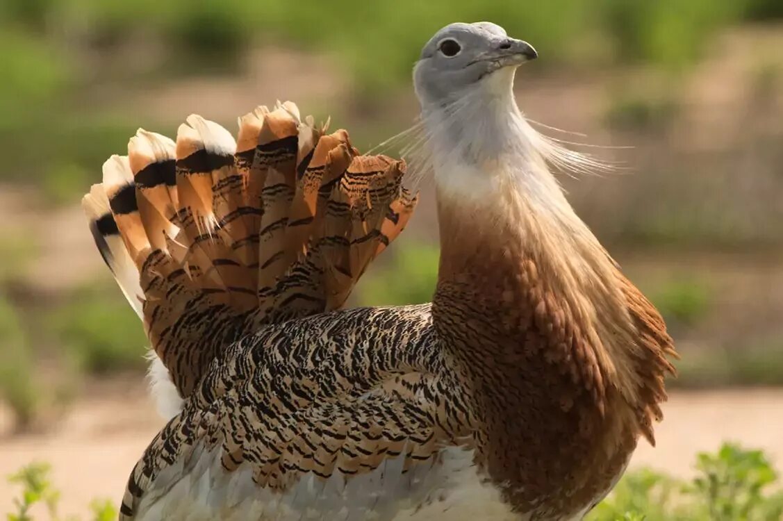 Дрофа. Дрофа. Дрофа крымская. Bustard - дрофа. Дрофа.