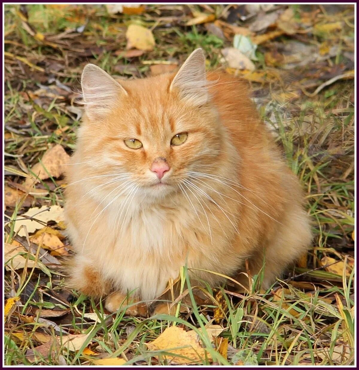 Сибирский Крысолов рыжий. Сибирский Крысолов кот рыжий. Котенок Рыжик.