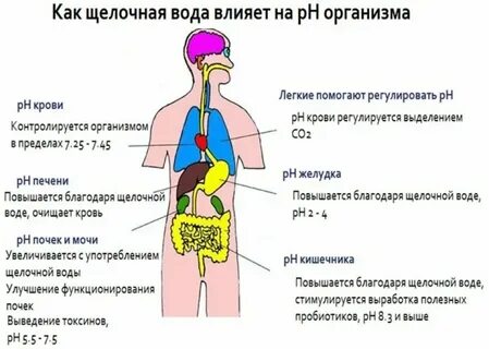 Какая рн среда в желудке человека