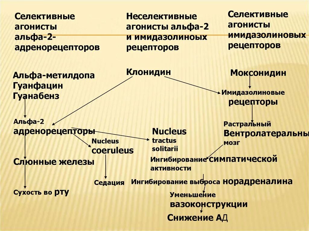 Агонисты альфа адренорецепторов. Агонистом альфа 2-адренергических рецепторов. Альфа2 адренорецепторы агонисты. Антагонист альфа 1 адренорецепторов. Клиническая фармакология анестетики.