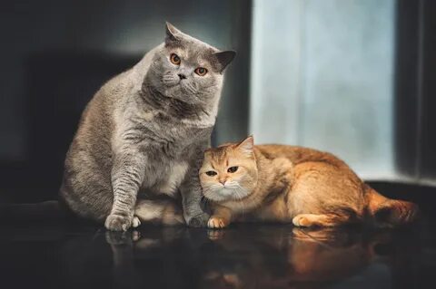 Оба коты