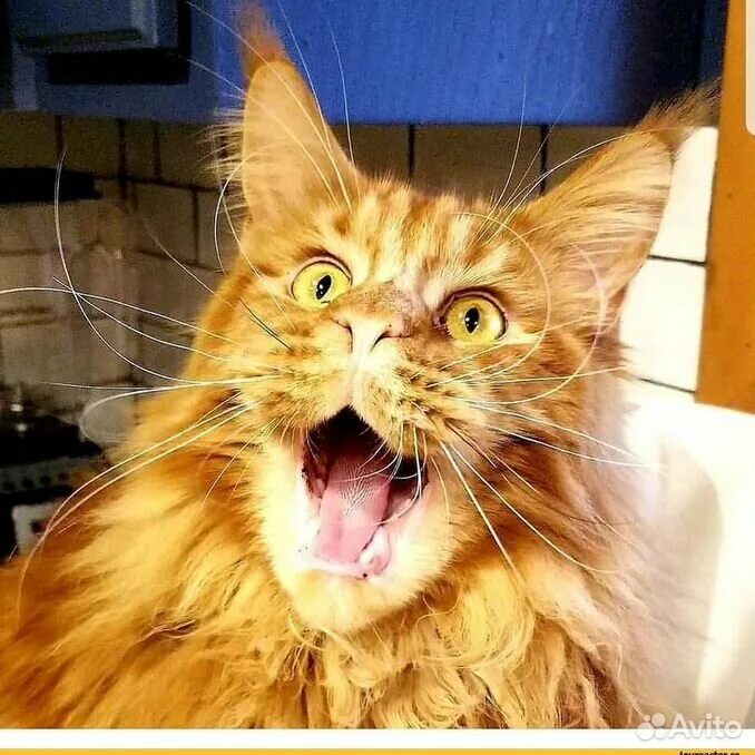 Кот в шоке. Честно говоря в шоке. Vtvs c rejnfvb. Я уже ничему не удивляюсь. Фразы удивления.