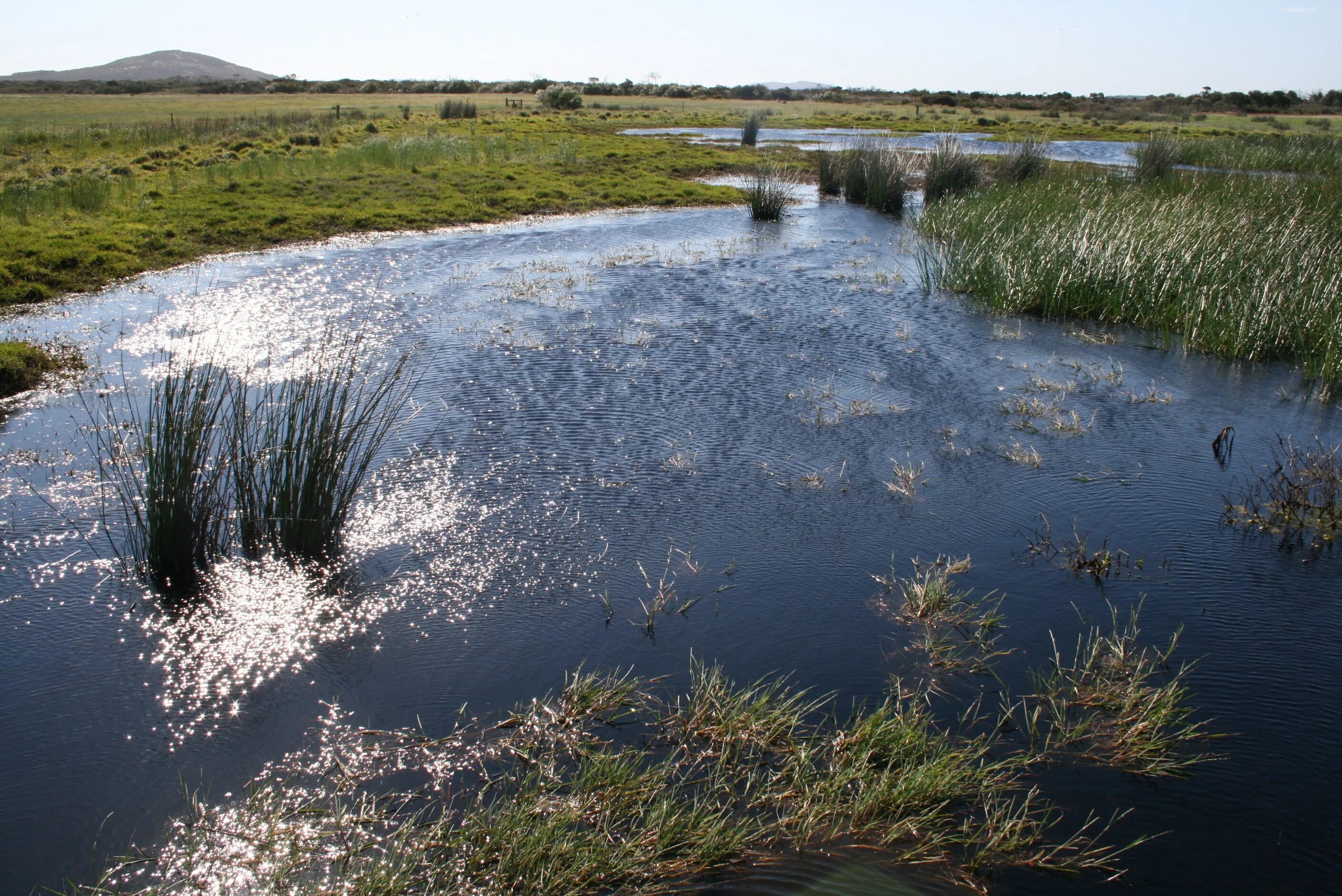 Болотистая вода. Река Болотная Солтонский. Водоемы и водотоки. Заболоченная Пойма реки. Речка болото.