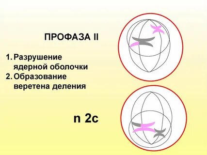 Разрушение ядерной оболочки