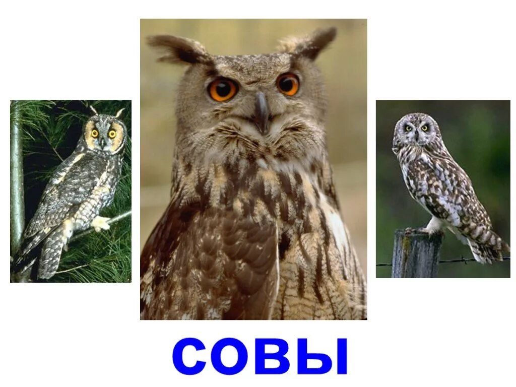 Совушка окружающий мир